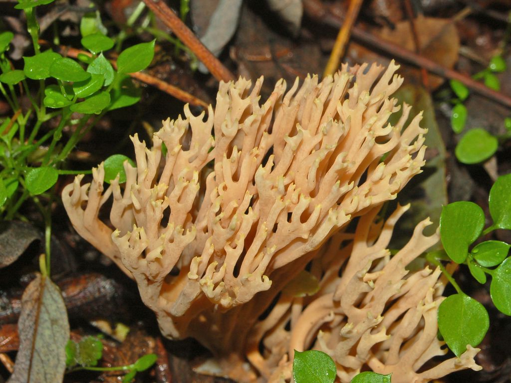 Un fungo coralliforme (Cfr. Ramaria testaceoflava)
